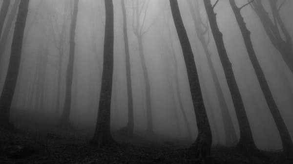 Dark, foggy forest with several spindly tree visible in the foreground.