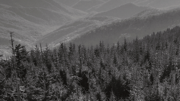 a black and white photo of the Blue Ridge Mountains, looking down into a pine-covered valley.